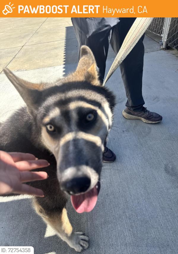 Found/Stray Male Dog last seen Foley , Hayward, CA 94541