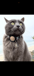 Lost Female Cat last seen Near 3rd st, pacific art center , Encinitas, CA 92024