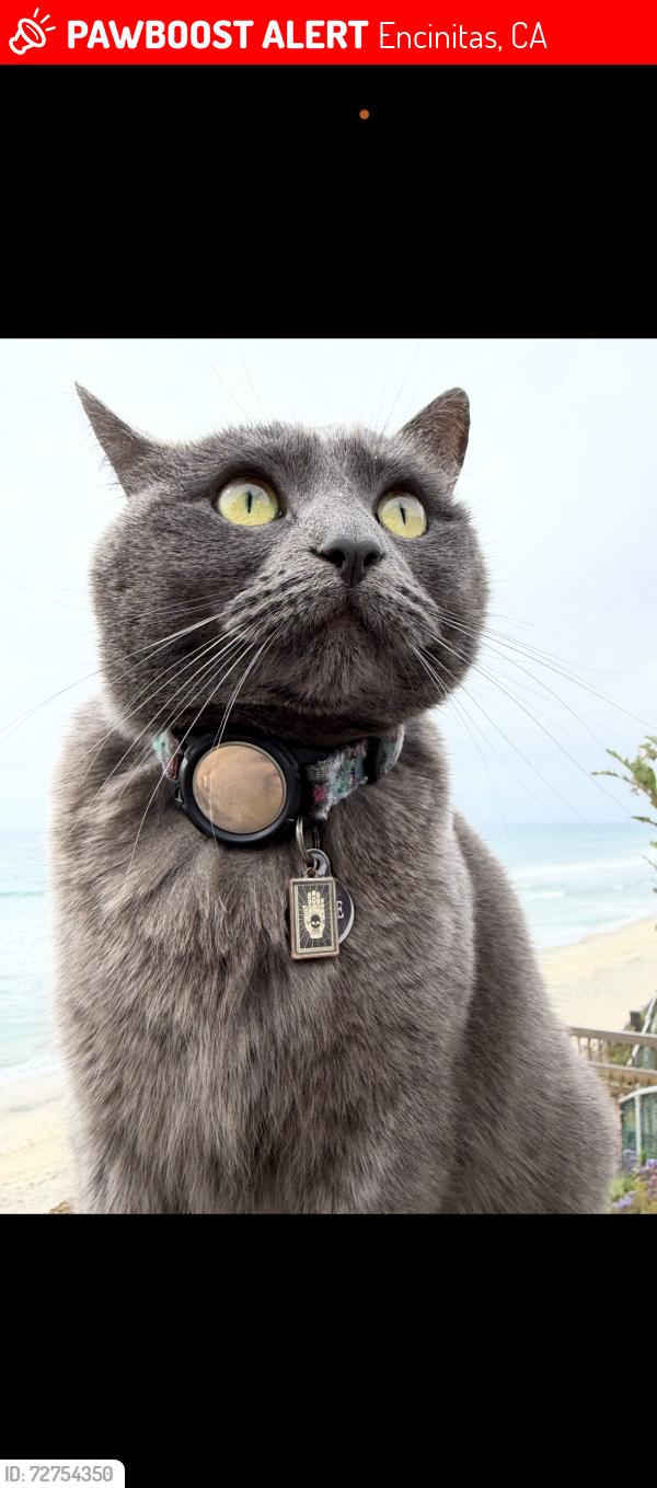 Lost Female Cat last seen Near 3rd st, pacific art center , Encinitas, CA 92024
