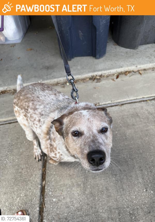 Found/Stray Unknown Dog last seen Tehama Ridge - Red Bluff Lane, Fort Worth, TX 76177