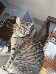 Lost Female Cat last seen 83rd street and Sterling, right down the road from Raytown south high school, Raytown, MO 64138