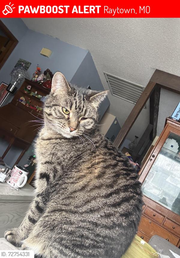 Lost Female Cat last seen 83rd street and Sterling, right down the road from Raytown south high school, Raytown, MO 64138