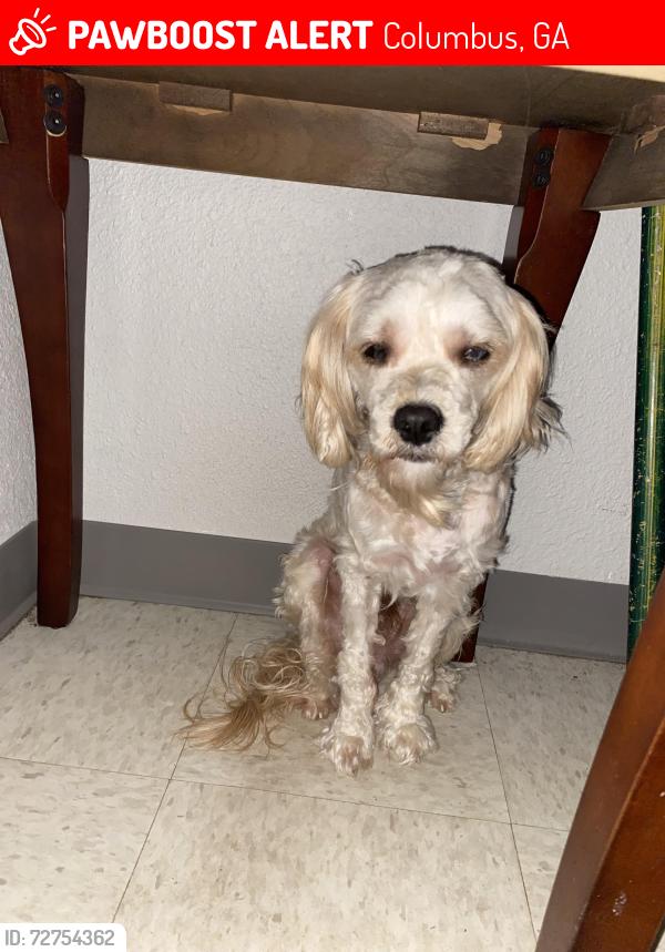 Lost Male Dog last seen Near 8th ave, Columbus, GA 31904