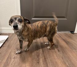 Found/Stray Female Dog last seen Gulf to bay blvd and belcher intersection , Clearwater, FL 33764