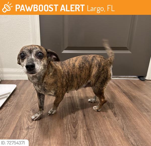 Found/Stray Female Dog last seen Gulf to bay blvd and belcher intersection , Clearwater, FL 33764