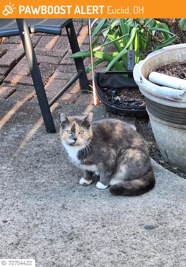 Found/Stray Unknown Cat last seen 260th , Euclid, OH 44132