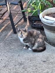Found/Stray Unknown Cat last seen 260th , Euclid, OH 44132
