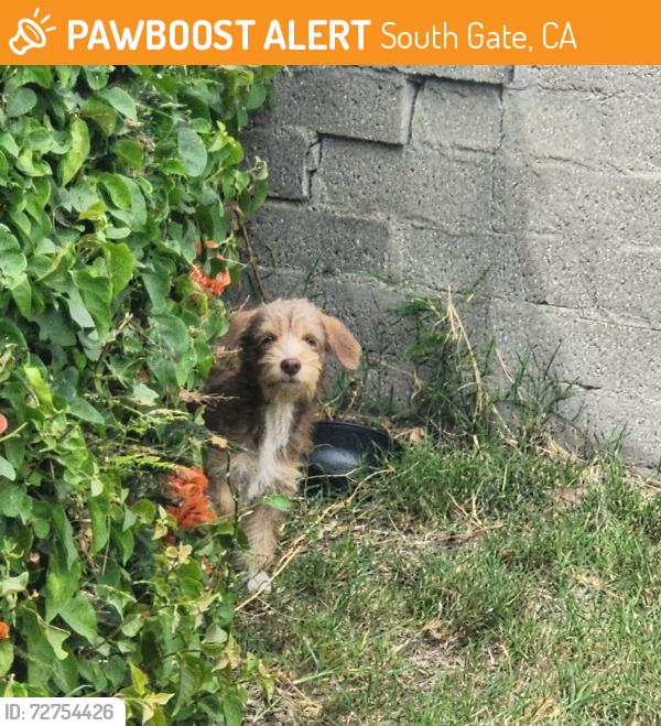 Found/Stray Unknown Dog last seen Bowman and tweety , South Gate, CA 90280