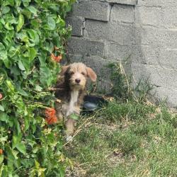 Found/Stray Unknown Dog last seen Bowman and tweety , South Gate, CA 90280
