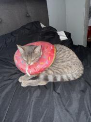 Lost Female Cat last seen Peach and olive , Fresno, CA 93727