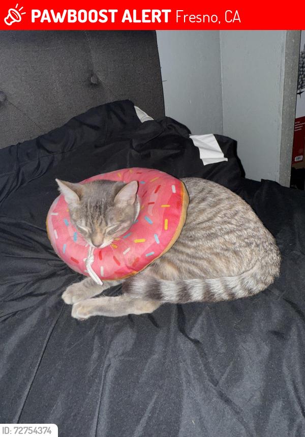 Lost Female Cat last seen Peach and olive , Fresno, CA 93727