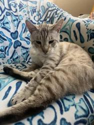 Found/Stray Male Cat last seen 84th Pl and hooper, Los Angeles, CA 90001