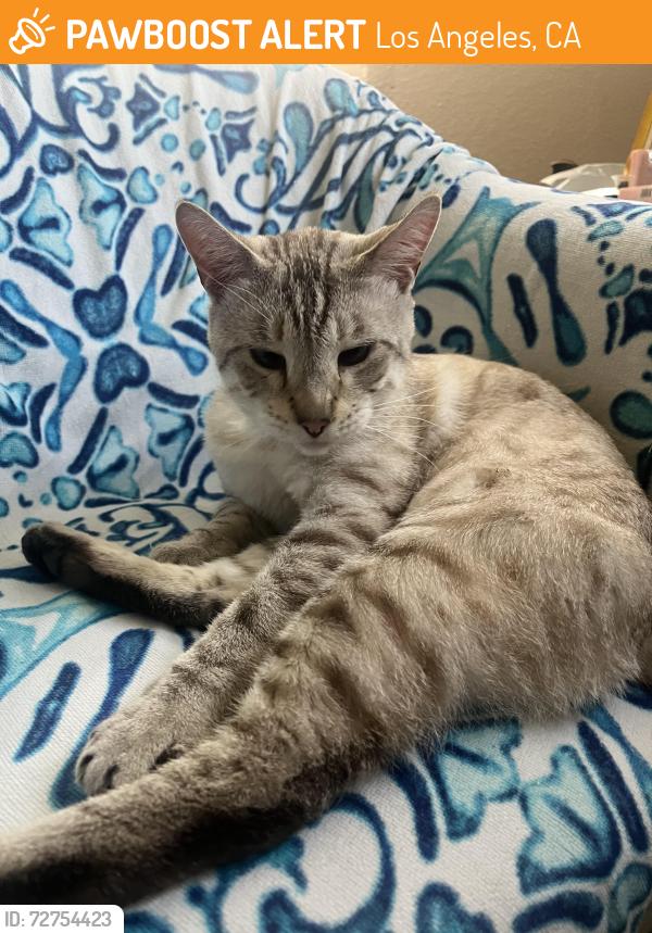 Found/Stray Male Cat last seen 84th Pl and hooper, Los Angeles, CA 90001