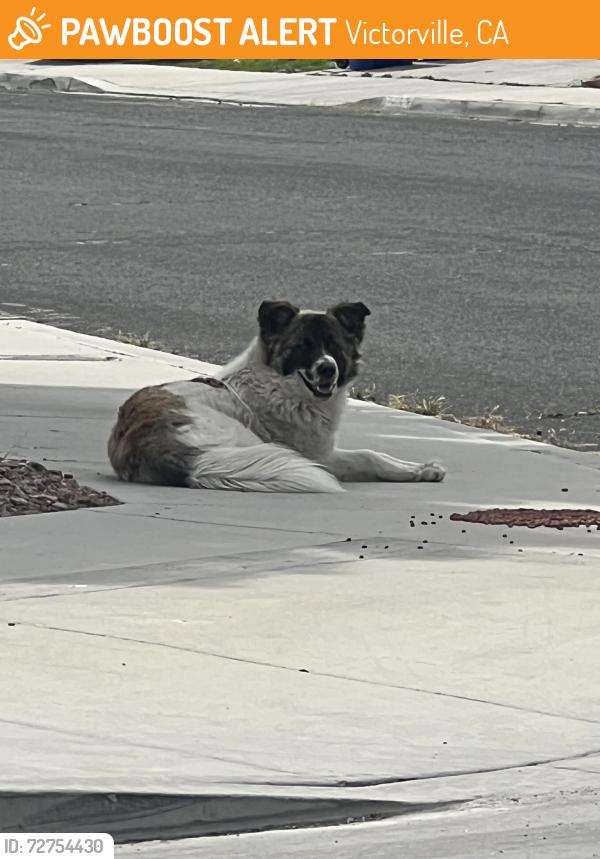 Found/Stray Male Dog last seen Colorado ln and Sorrel rd, Victorville, CA 92394