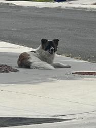 Found/Stray Male Dog last seen Colorado ln and Sorrel rd, Victorville, CA 92394