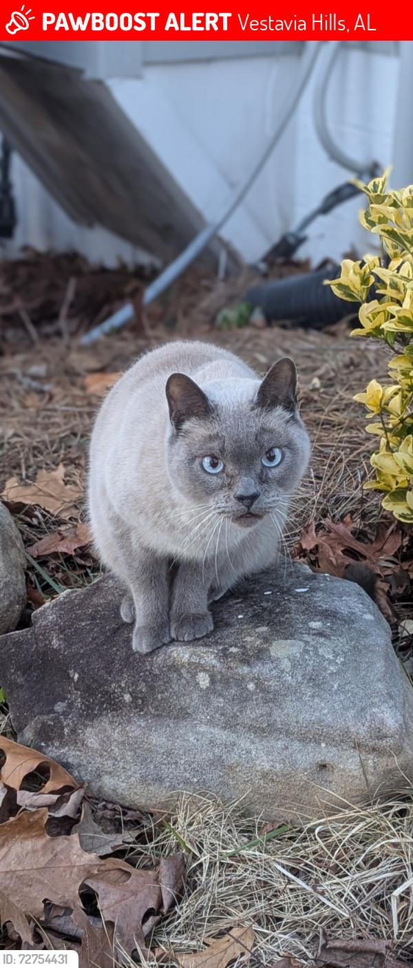 Lost Male Cat last seen Surrey hill neighborhood , Vestavia Hills, AL 35243