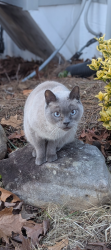 Lost Male Cat last seen Surrey hill neighborhood , Vestavia Hills, AL 35243