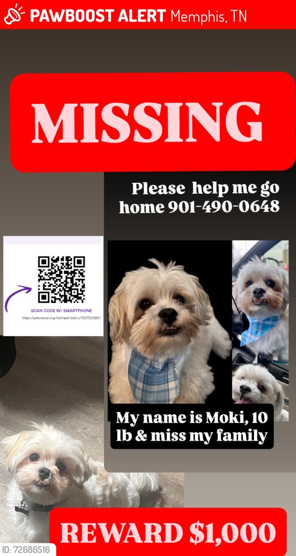 Lost Male Dog last seen APPLING, WHITTEN, STAGE AREA, Memphis, TN 38133