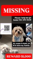 Lost Male Dog last seen APPLING, WHITTEN, STAGE AREA, Memphis, TN 38133