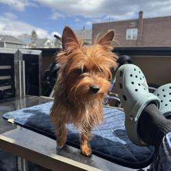 Lost Female Dog last seen pittston ave , Scranton, PA 18505