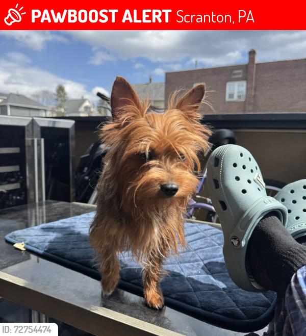 Lost Female Dog last seen pittston ave , Scranton, PA 18505