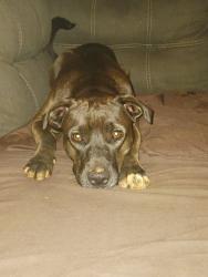 Lost Female Dog last seen Near hwy, Landrum, SC 29356
