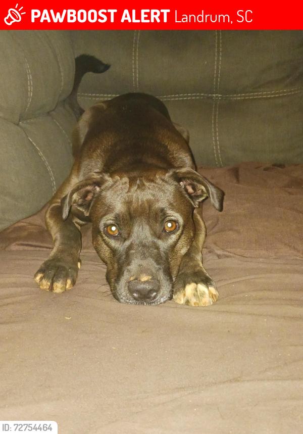 Lost Female Dog last seen Near hwy, Landrum, SC 29356