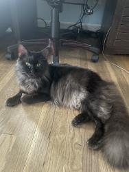 Lost Female Cat last seen Home, Elkton, MD 21921