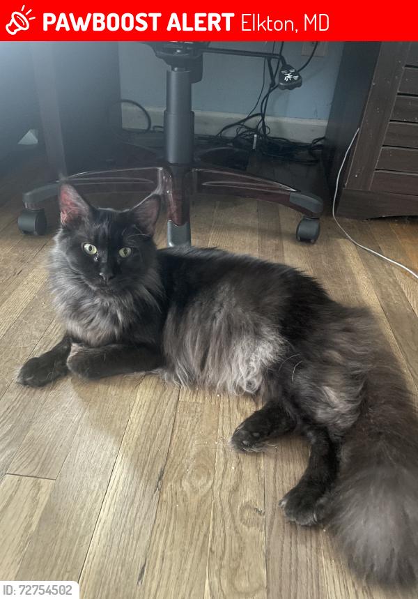 Lost Female Cat last seen Home, Elkton, MD 21921