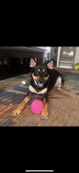 Lost Female Dog last seen Near Northwood dr around the neighborhood like the stores quick shop, Atlanta, GA 30342