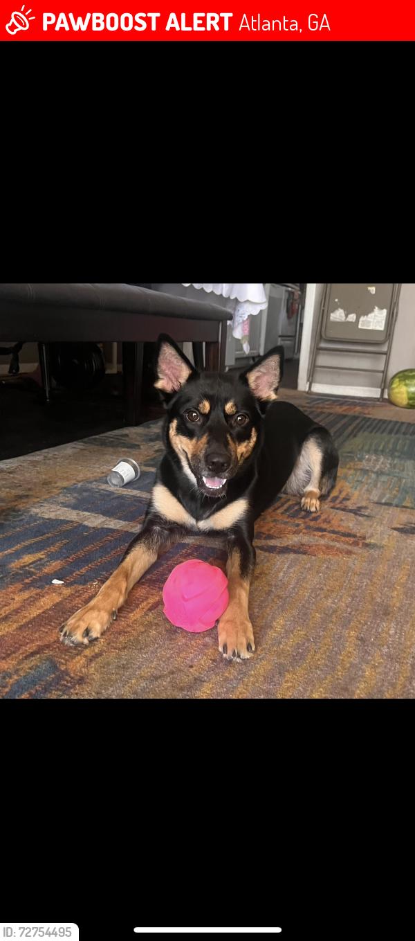 Lost Female Dog last seen Near Northwood dr around the neighborhood like the stores quick shop, Atlanta, GA 30342