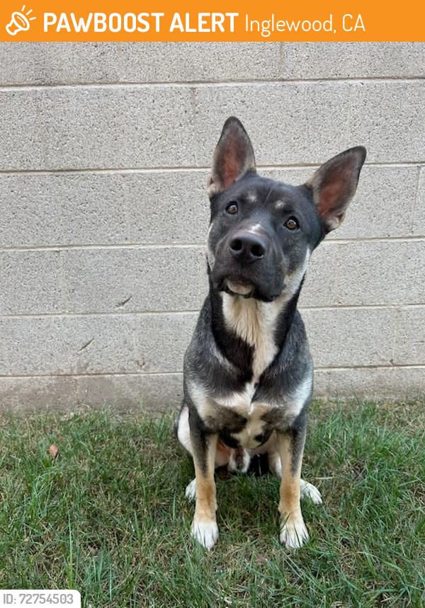Found/Stray Male Dog last seen Cedar, Inglewood, CA 90301