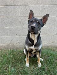Found/Stray Male Dog last seen Cedar, Inglewood, CA 90301
