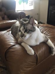 Lost Male Cat last seen Touraine parc, Modesto, CA 95356