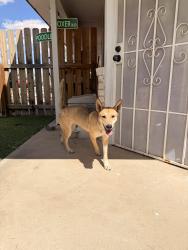 Found/Stray Female Dog last seen Mc combs and Stan Robert’s , El Paso, TX 79934