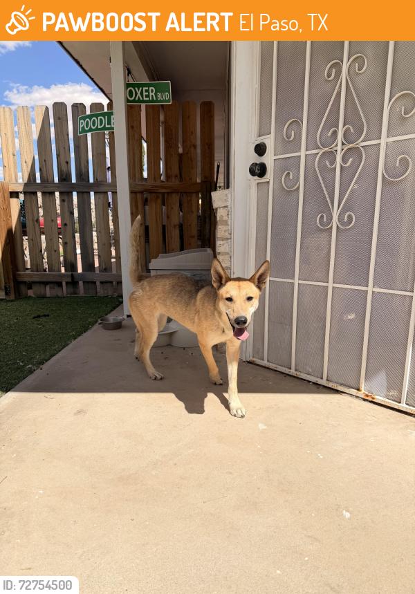 Found/Stray Female Dog last seen Mc combs and Stan Robert’s , El Paso, TX 79934
