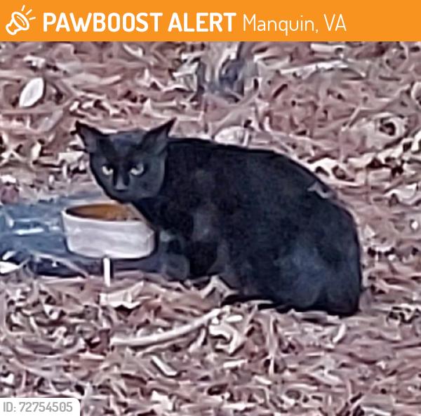 Found/Stray Male Cat last seen Queenfield Golf Course , Manquin, VA 23106