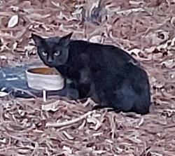 Found/Stray Male Cat last seen Queenfield Golf Course , Manquin, VA 23106