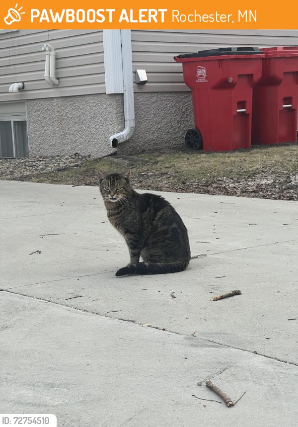 Found/Stray Unknown Cat last seen 2nd St NW between 11th and 12th Ave , Rochester, MN 55902