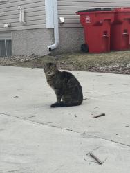 Found/Stray Unknown Cat last seen 2nd St NW between 11th and 12th Ave , Rochester, MN 55902