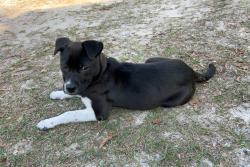 Found/Stray Female Dog last seen Jeffersonville road , Macon, GA 31217