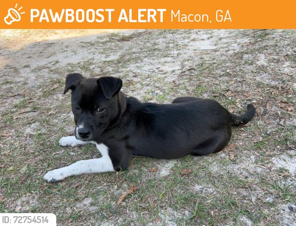 Found/Stray Female Dog last seen Jeffersonville road , Macon, GA 31217