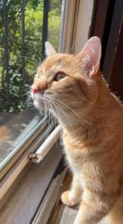 Lost Male Cat last seen Mardel and Brannon, St. Louis, MO 63109