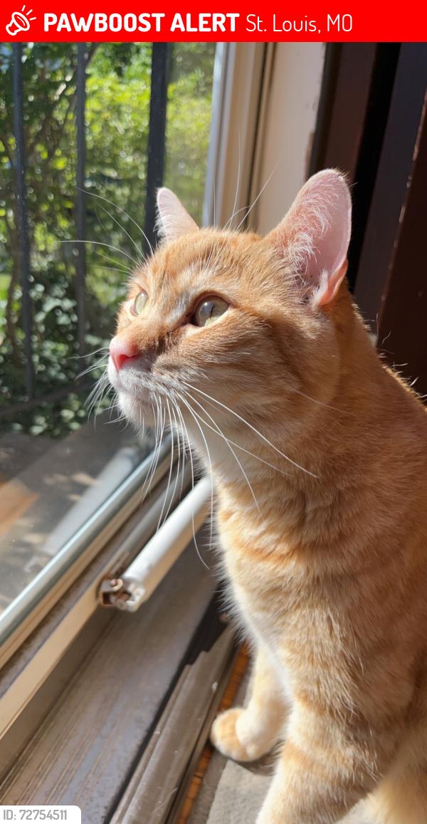 Lost Male Cat last seen Mardel and Brannon, St. Louis, MO 63109