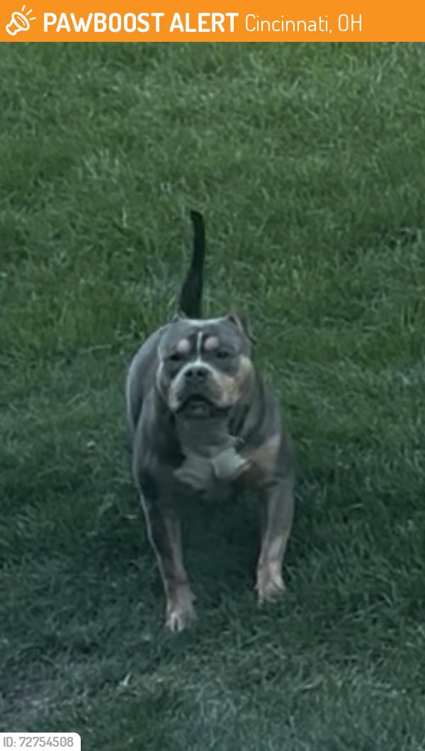 Found/Stray Male Dog last seen Behind townhouses on Clemmer Ave/Straight st, Cincinnati, OH 45219
