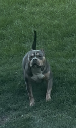 Found/Stray Male Dog last seen Behind townhouses on Clemmer Ave/Straight st, Cincinnati, OH 45219