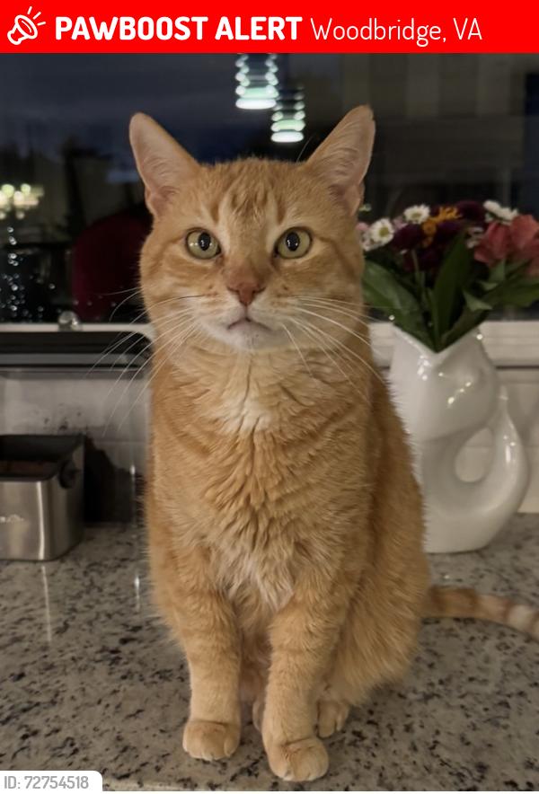 Lost Male Cat last seen Acclaim at Belmont Bay, Woodbridge, VA 22191