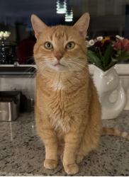 Lost Male Cat last seen Acclaim at Belmont Bay, Woodbridge, VA 22191