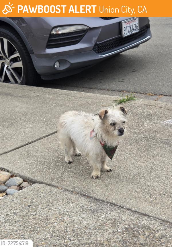 Found/Stray Male Dog last seen Decoto , Union City, CA 94587
