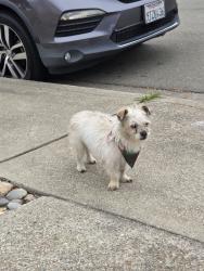 Found/Stray Male Dog last seen Decoto , Union City, CA 94587